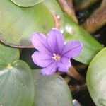 Eichhornia natans