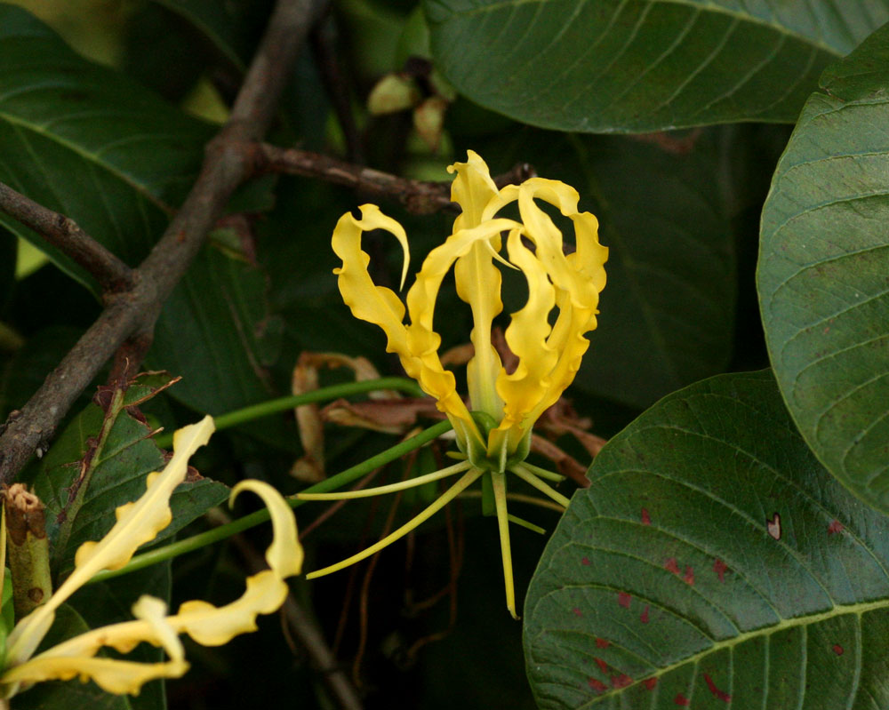 Gloriosa superba