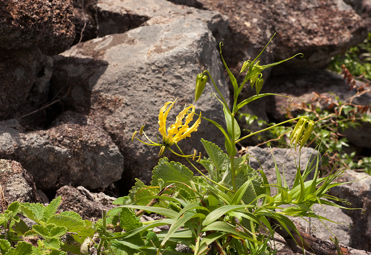 Gloriosa superba