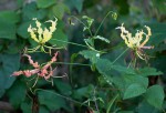 Gloriosa superba