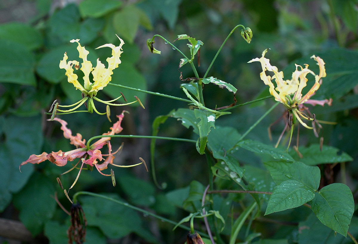 Gloriosa superba