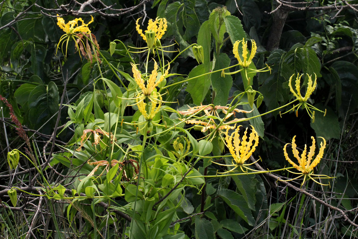 Gloriosa superba