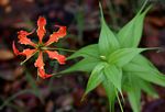 Gloriosa superba