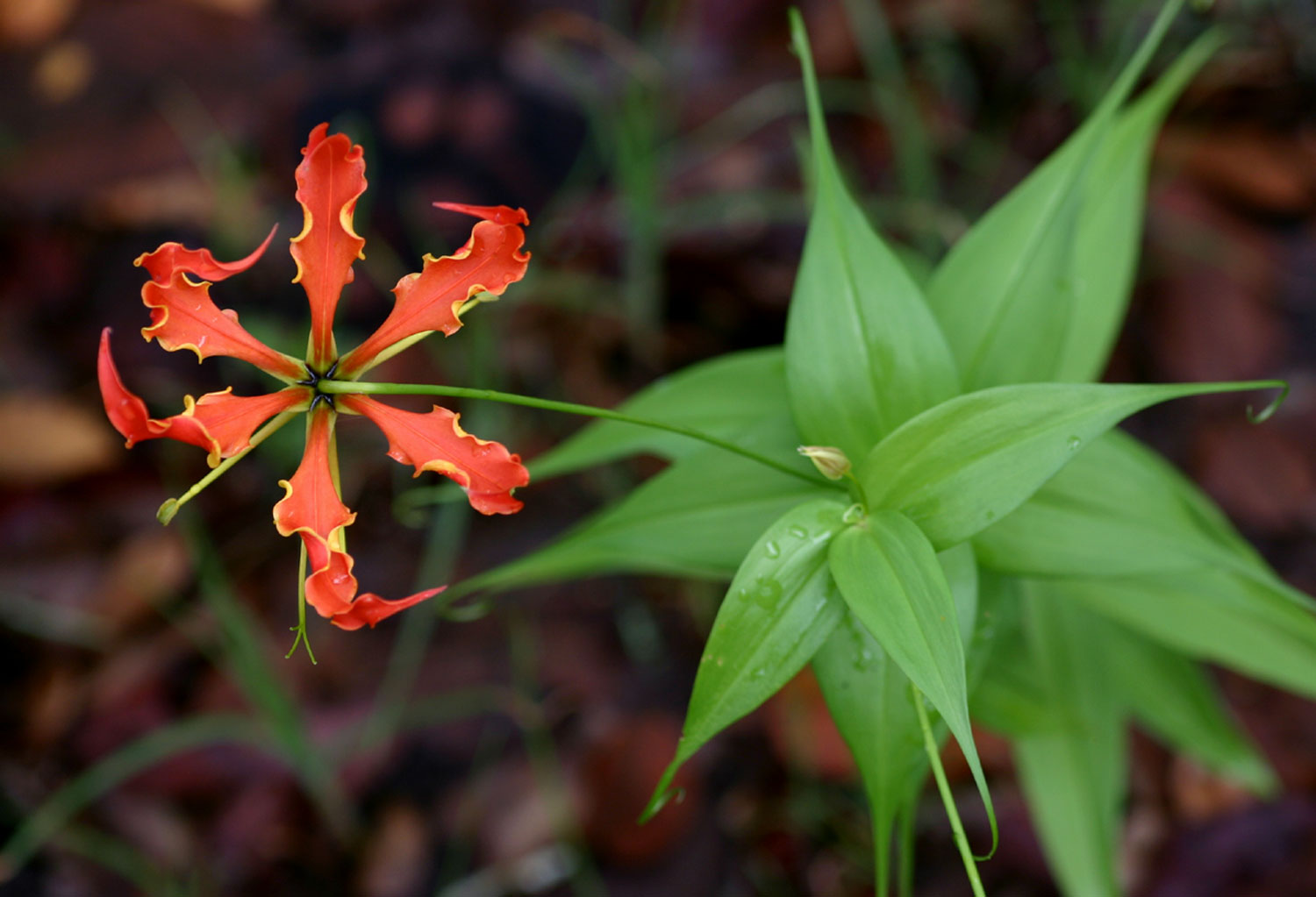 Gloriosa superba