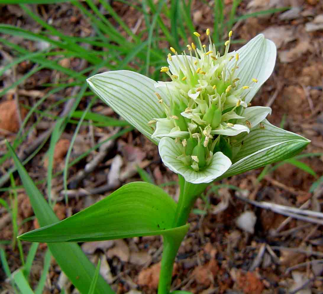 Androcymbium striatum