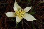 Androcymbium striatum