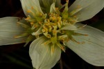 Androcymbium striatum