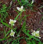 Androcymbium striatum