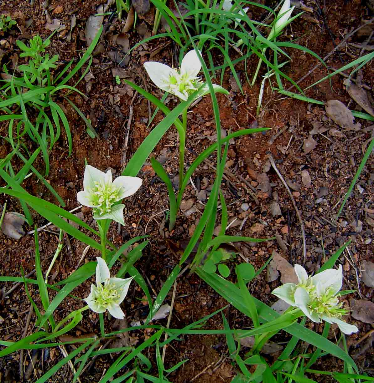Androcymbium striatum