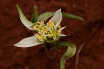 Androcymbium striatum