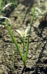 Androcymbium striatum