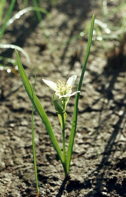 Androcymbium striatum
