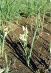 Androcymbium striatum