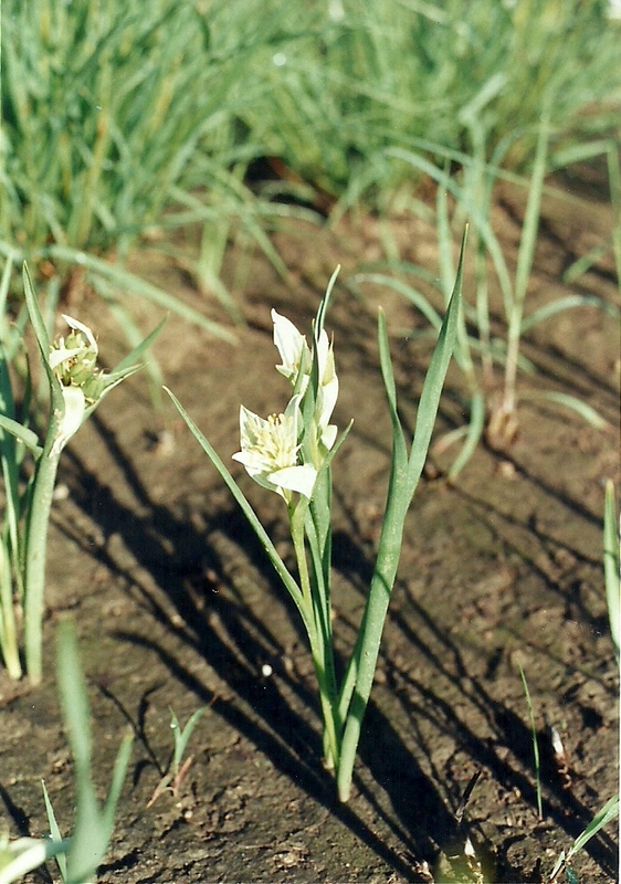 Androcymbium striatum
