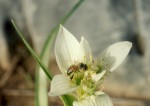 Androcymbium striatum