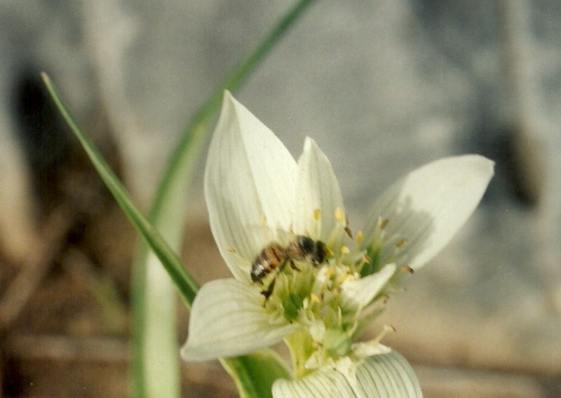 Androcymbium striatum