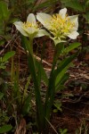Androcymbium striatum