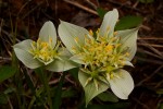 Androcymbium striatum