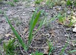 Ornithoglossum vulgare