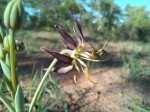 Ornithoglossum vulgare