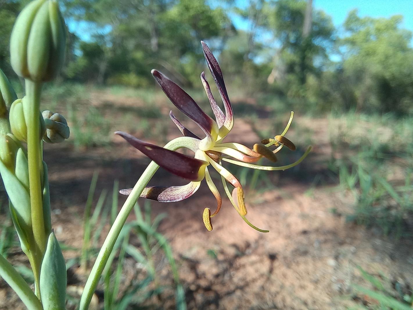 Ornithoglossum vulgare