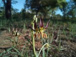 Ornithoglossum vulgare