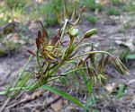 Ornithoglossum vulgare