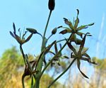 Ornithoglossum vulgare