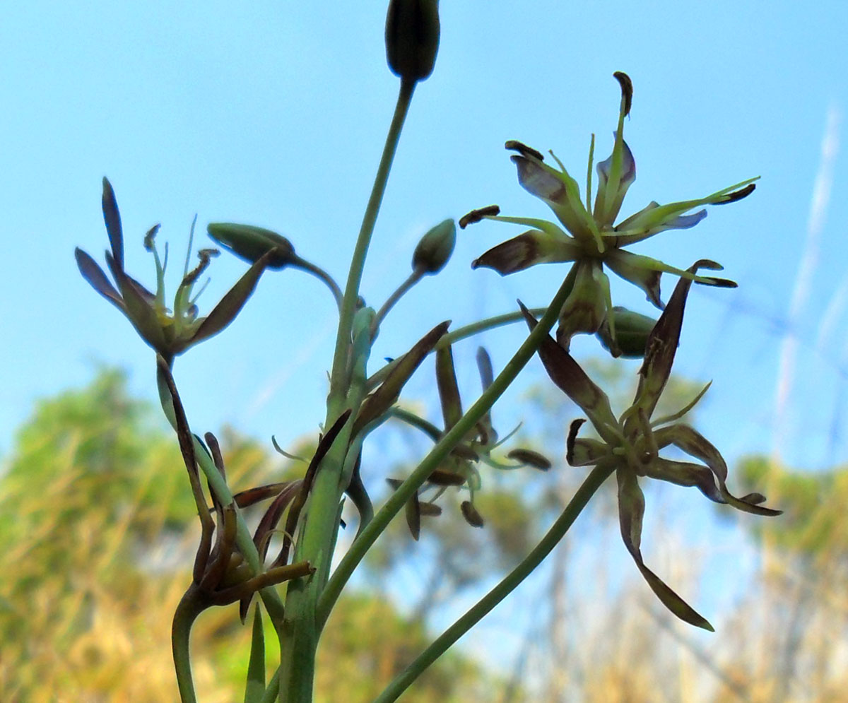 Ornithoglossum vulgare