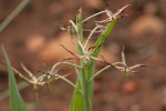 Ornithoglossum vulgare