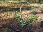 Ornithoglossum vulgare