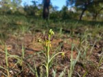 Ornithoglossum vulgare