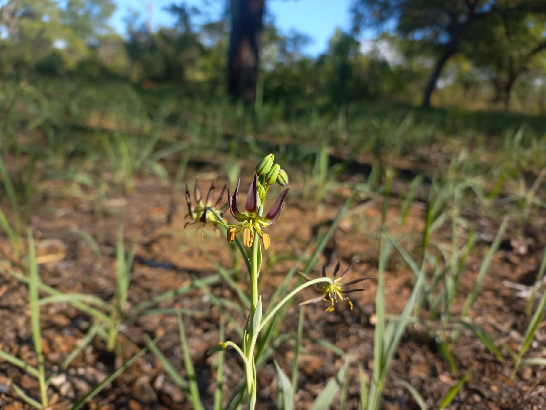 Ornithoglossum vulgare