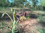 Ornithoglossum vulgare