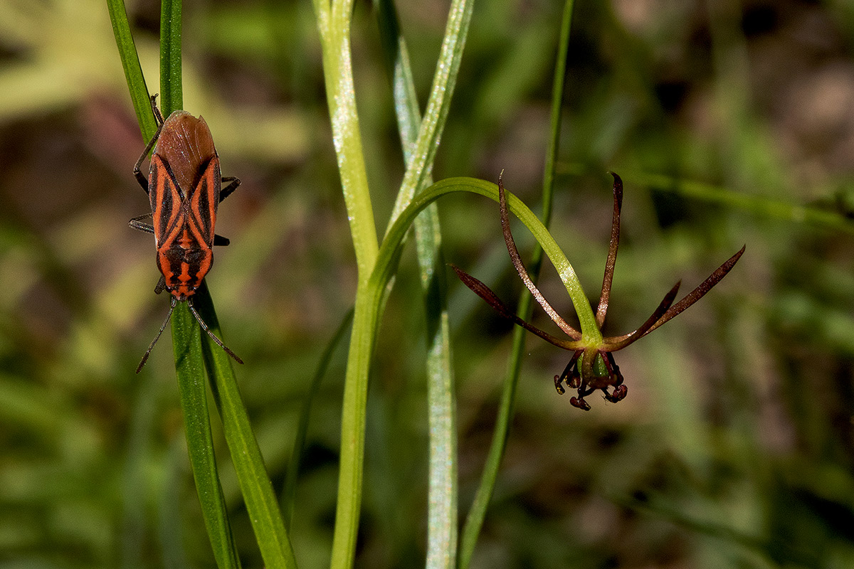 Iphigenia oliveri