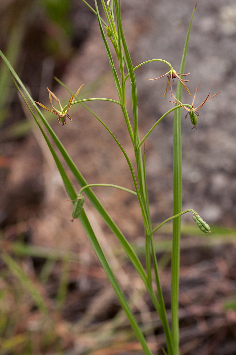 Iphigenia oliveri