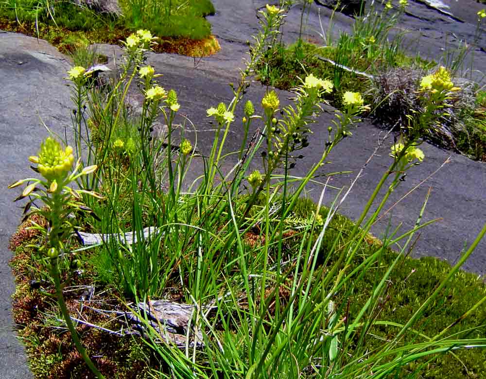 Bulbine abyssinica