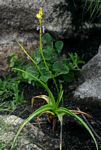 Bulbine latifolia
