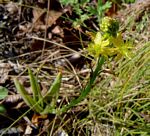 Bulbine latifolia