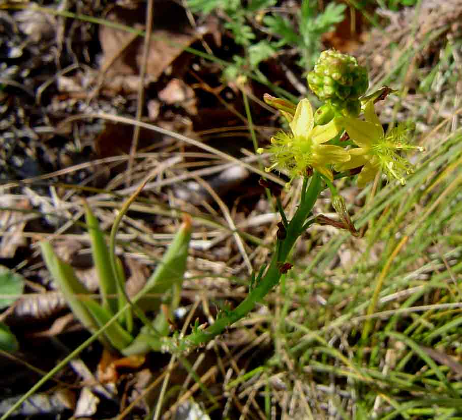 Bulbine latifolia
