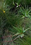 Bulbine latifolia