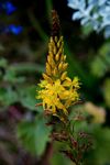 Bulbine latifolia
