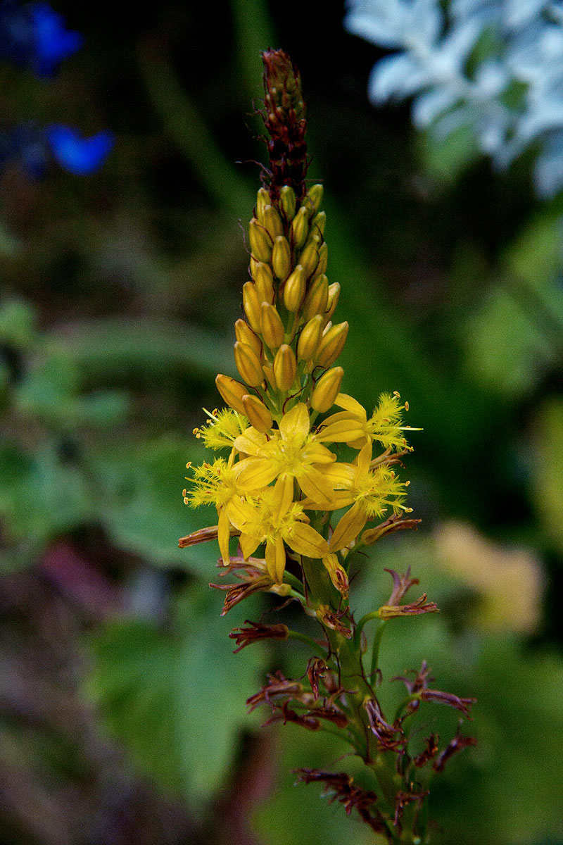 Bulbine latifolia