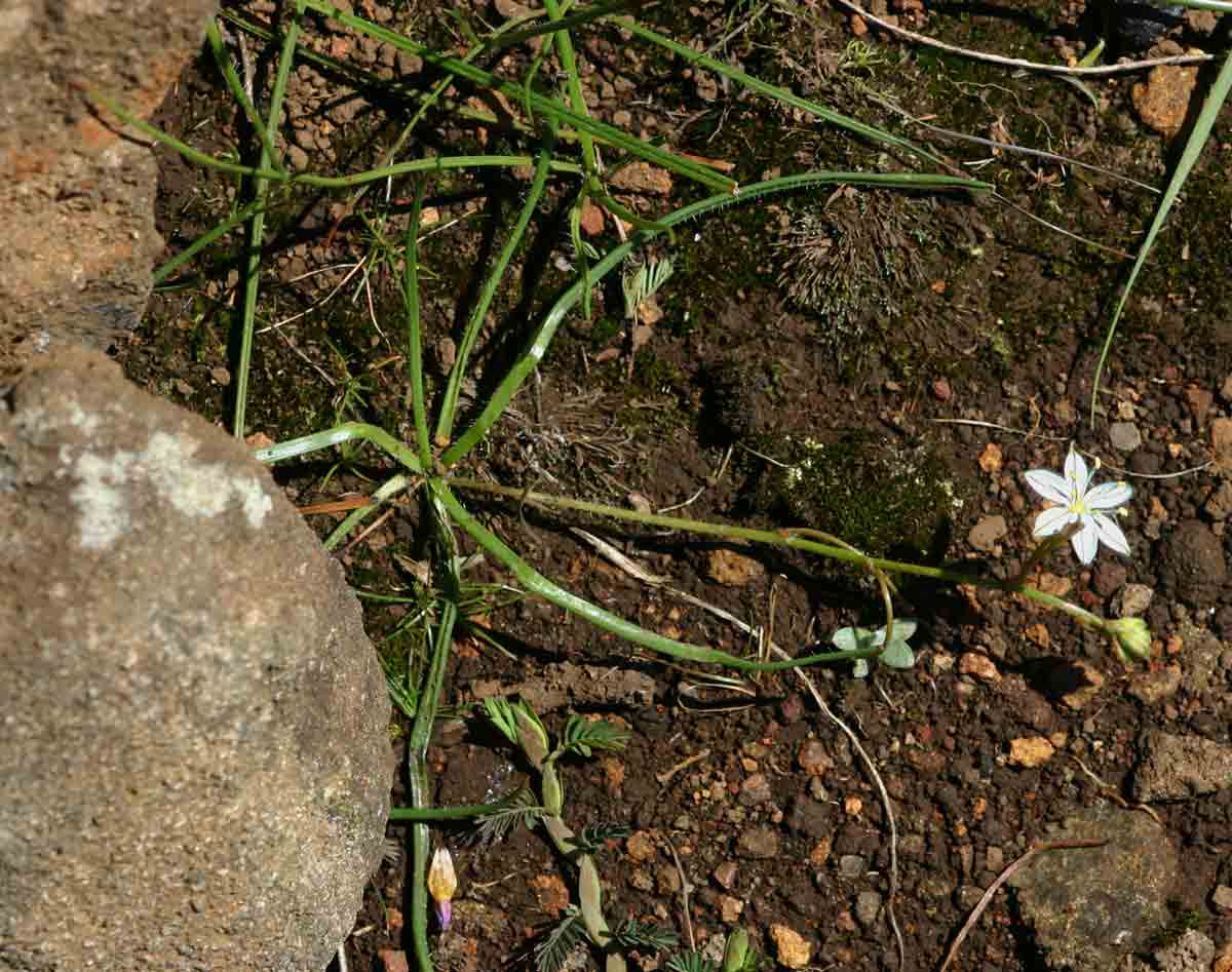 Trachyandra saltii