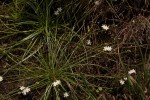 Trachyandra saltii