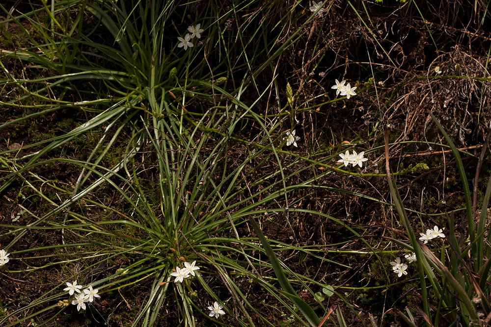 Trachyandra saltii