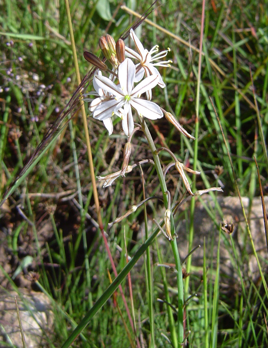 Trachyandra saltii