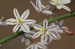 Trachyandra saltii