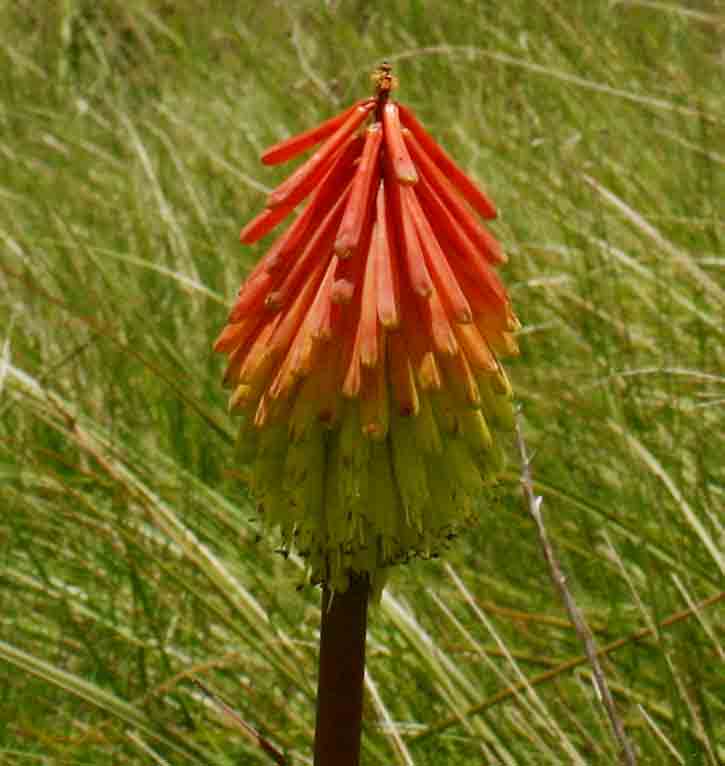 Kniphofia linearifolia