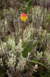 Kniphofia linearifolia